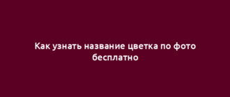 Как узнать название цветка по фото бесплатно