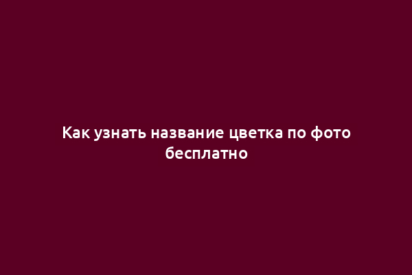Как узнать название цветка по фото бесплатно