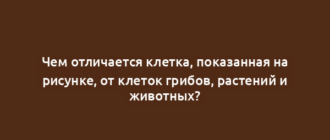 Чем отличается клетка, показанная на рисунке, от клеток грибов, растений и животных?