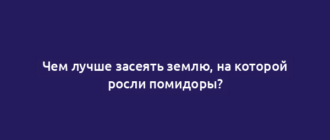 Чем лучше засеять землю, на которой росли помидоры?