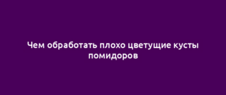 Чем обработать плохо цветущие кусты помидоров