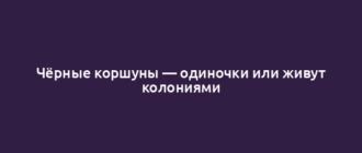 Чёрные коршуны — одиночки или живут колониями
