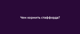 Чем кормить стаффорда?
